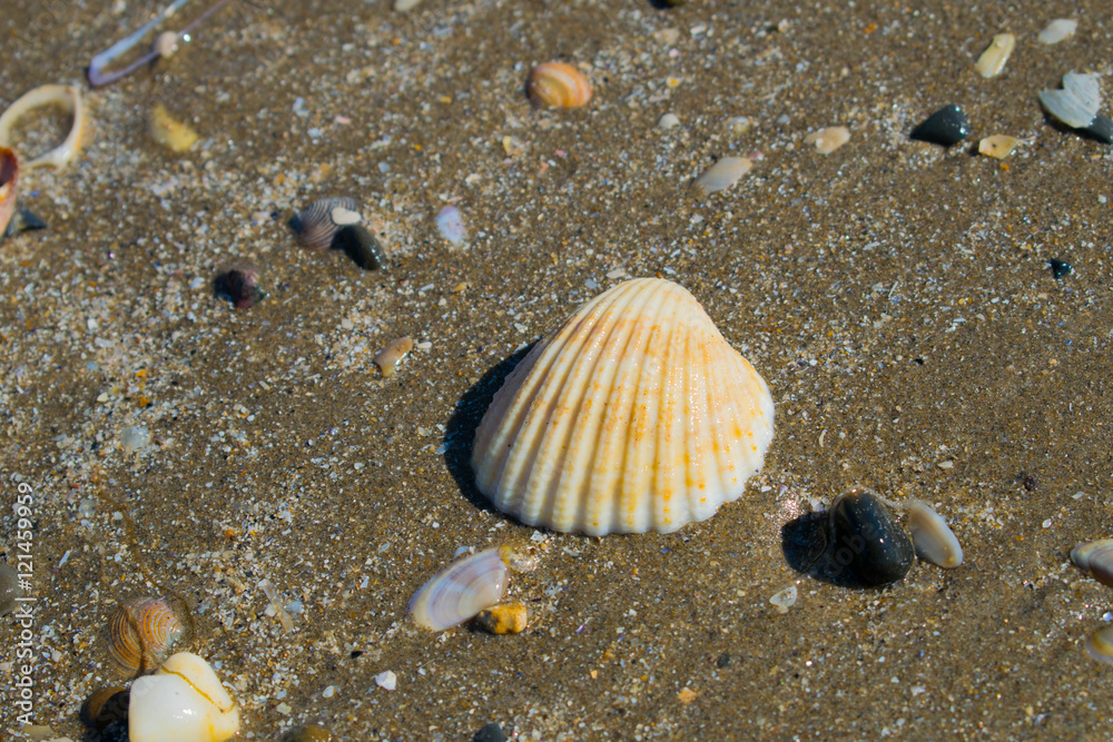 shell shell