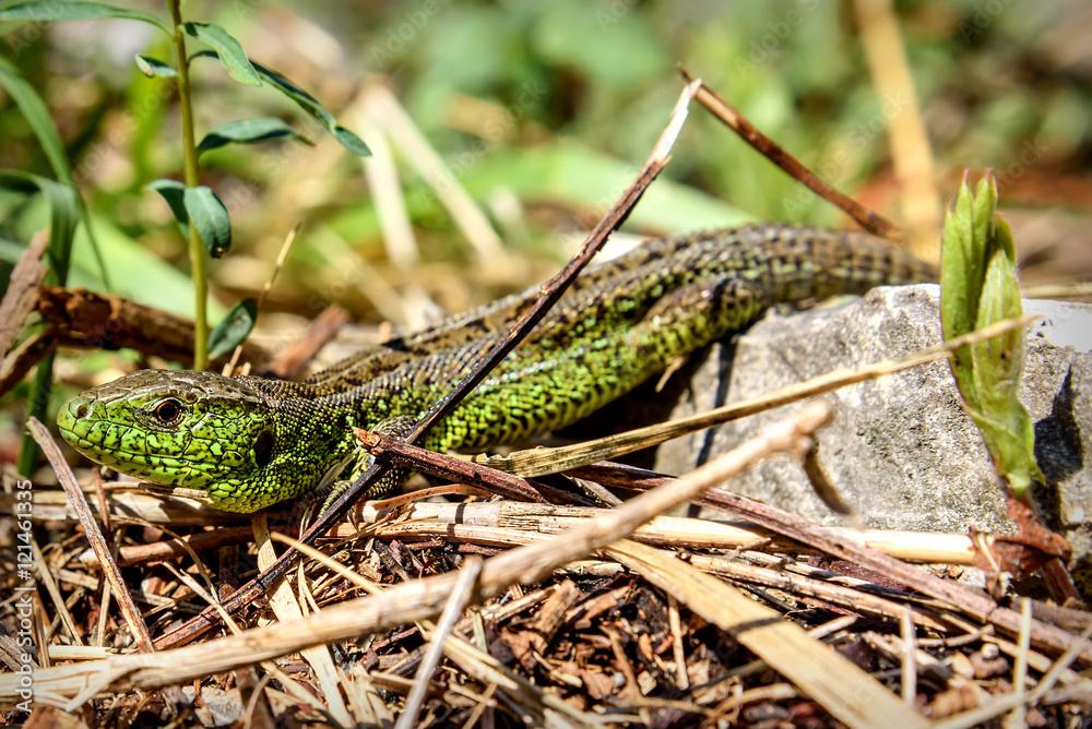 lizard closeup reptile green