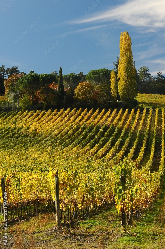 Rows of vineyard in summer, Tuscany, Chianti, Italy.