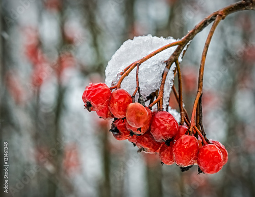 Snow-covered European ashberry isolated on white