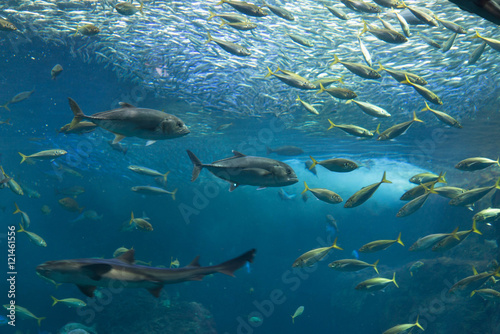 水族館 水槽 さかな