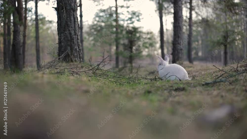 White rabbit in a summer forest White rabbit in a summer forest