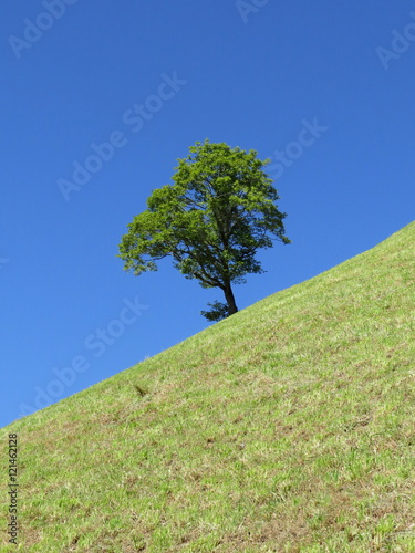 Hillside tree