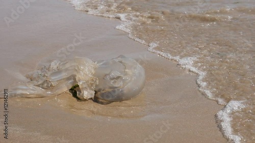 Slow motion of dead giant true Jellyfish Medusozoa on the beach 1080p HD footage - Scyphozoa phylum Cnidaria organism on sand and waves 1920X1080 FullHD video  photo