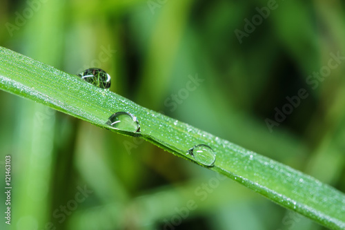 Fresh green grass with dew drops close up