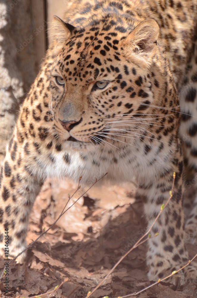 Fototapeta premium アムールヒョウ