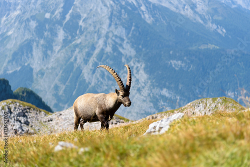 Steinbock auf dem Schneibstein