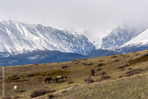 mountain snow horse pasture valley