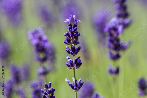 Lavendel