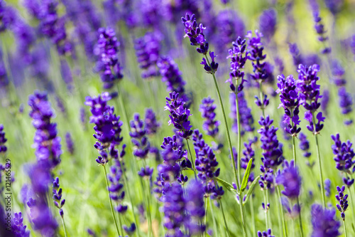Lavendel © CC-IMAGES