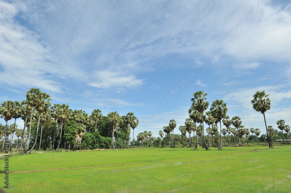 sugar palm in green field