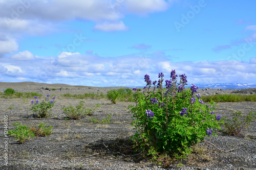 Lupinen photo