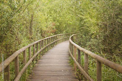 Wooden footbridge through a bamboo forest © zizar2002