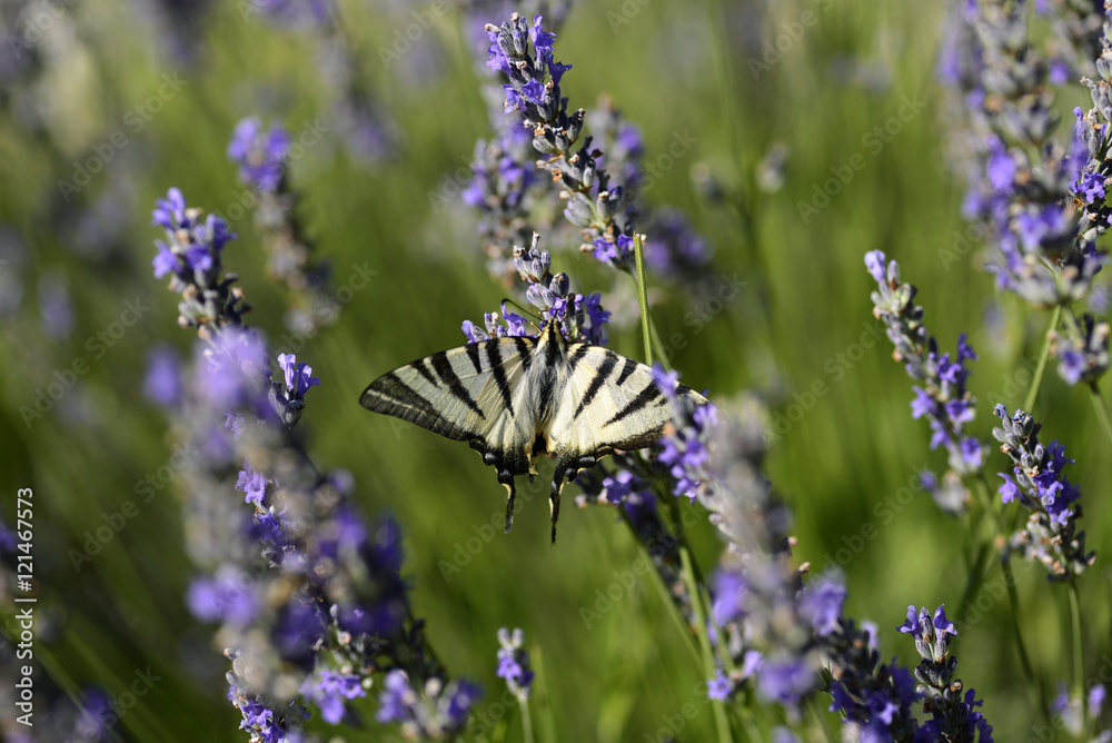 Butterfly on lavender - dalmatian flora and fauna Butterfly on lavender - dalmatian flora and fauna