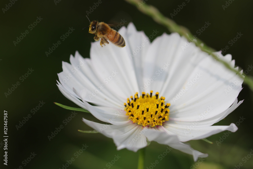 Obraz premium 飛んでいる蜂とコスモス / .Flying bee and Cosmos