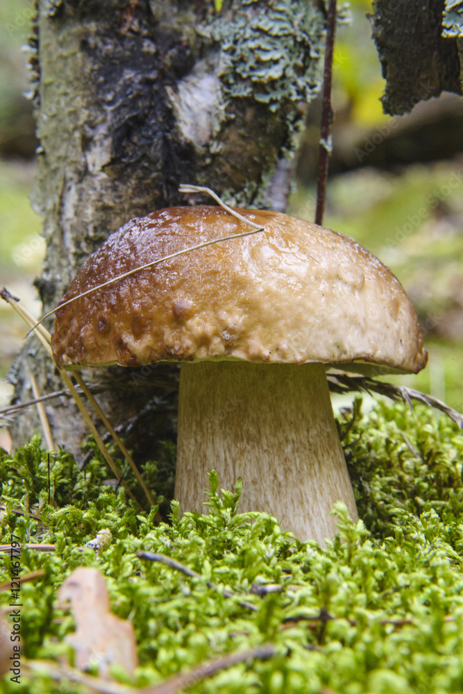 Boletus Cep 002