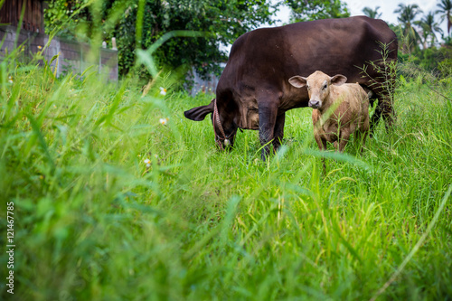 mother cow and calf in green meadow