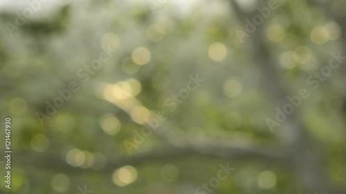 Wallpaper Mural Nature bokeh background Torontodigital.ca