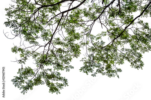 Branches on white background