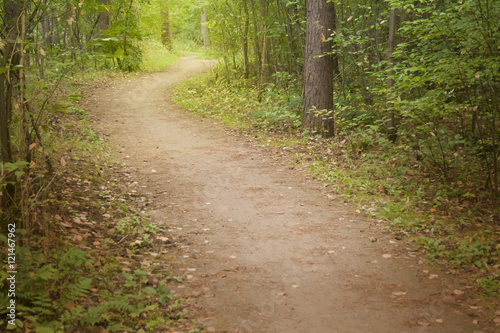 Path in the woods