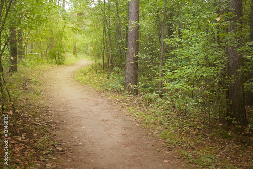 Path in the woods