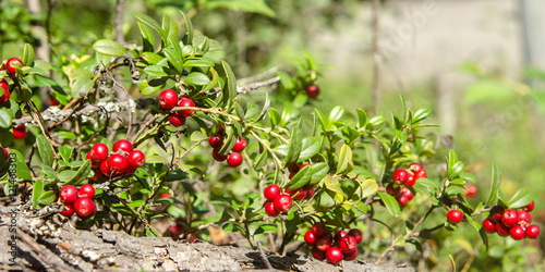 bush cranberries close-up