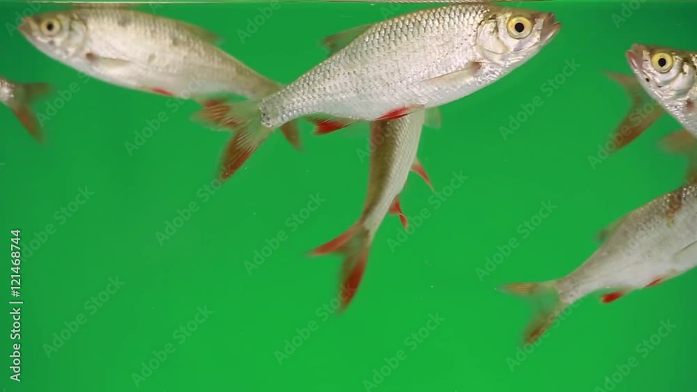 rudd swims in water on green screen rudd swims in water on green screen