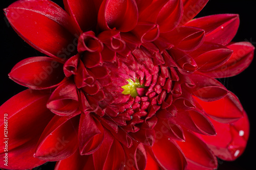 Fototapeta Naklejka Na Ścianę i Meble -  Red Flower