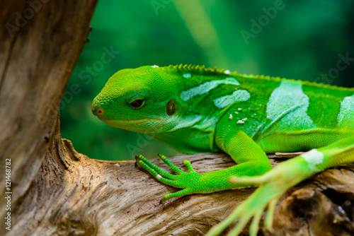 Εκτύπωση καμβά green basilisk lizard close-up look down