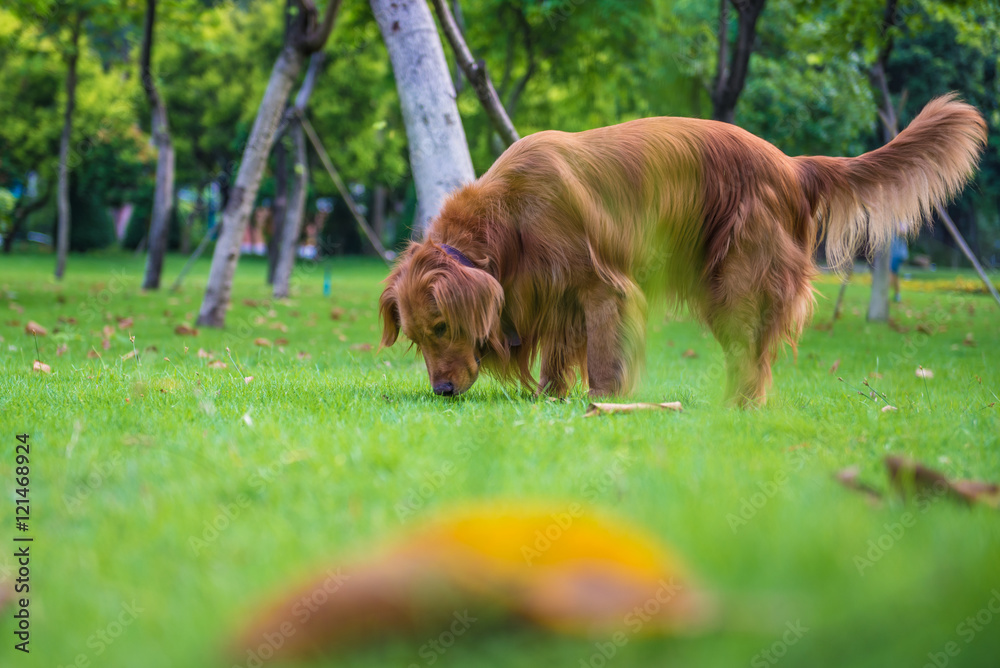 The golden retriever on the grass The golden retriever on the grass