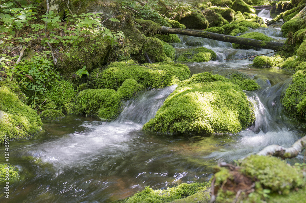 moss covered stones in a brook in the Mount Carleton, the highest elevation in New Brunswick, also the highest peak in the Canadian Maritime Provinces moss covered stones in a brook in the Mount Carleton, the highest elevation in New Brunswick, also the highest peak in the Canadian Maritime Provinces