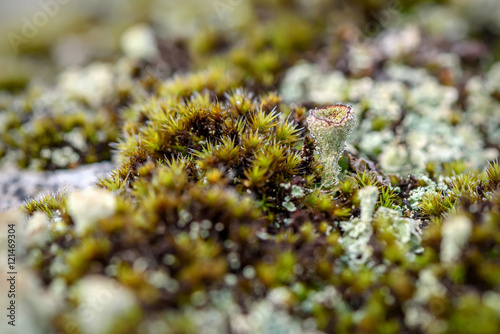 cladonia lichen moss drops dew