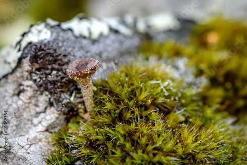 cladonia lichen moss drops dew