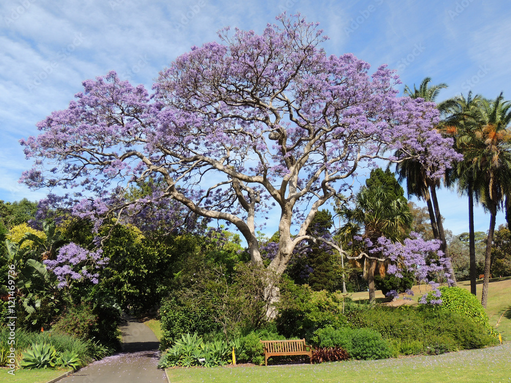 Purple Tree