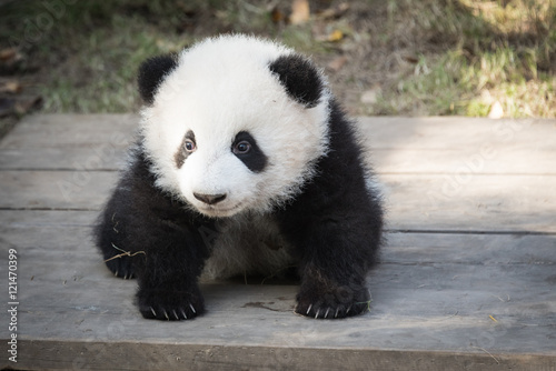 Fotomurale Panda