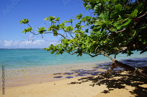 Fototapeta Naklejka Na Ścianę i Meble -  Strand auf Kauai /  Hawaii