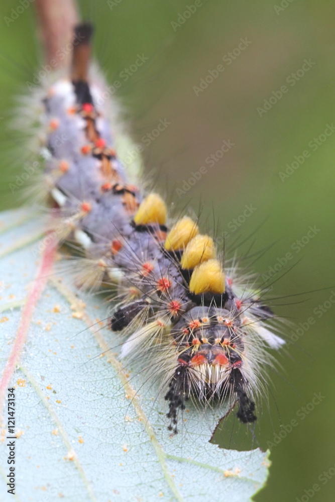 Obraz premium Rusty Tussock Moth, Orgyia antiqua