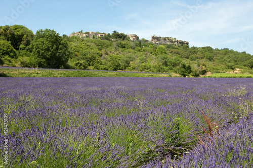 Champ de lavande dans le Luberon - Provence