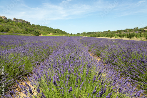 Champ de lavande dans le Luberon - Provence