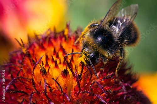A bee in pollen