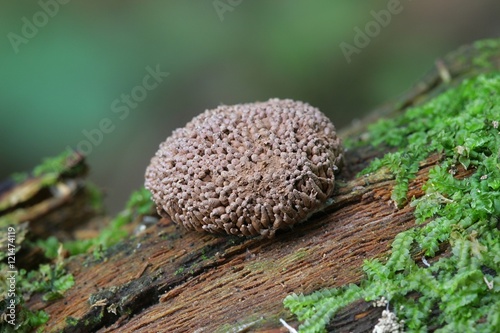 Red raspberry slime, Tubifera ferruginosa photo