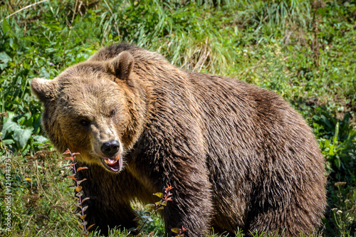 Wallpaper Mural Bedrohlicher Bär Torontodigital.ca