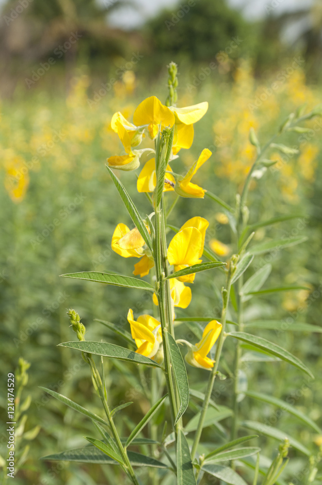 blurred beautifil yellow flowers with sunlight blurred beautifil yellow flowers with sunlight