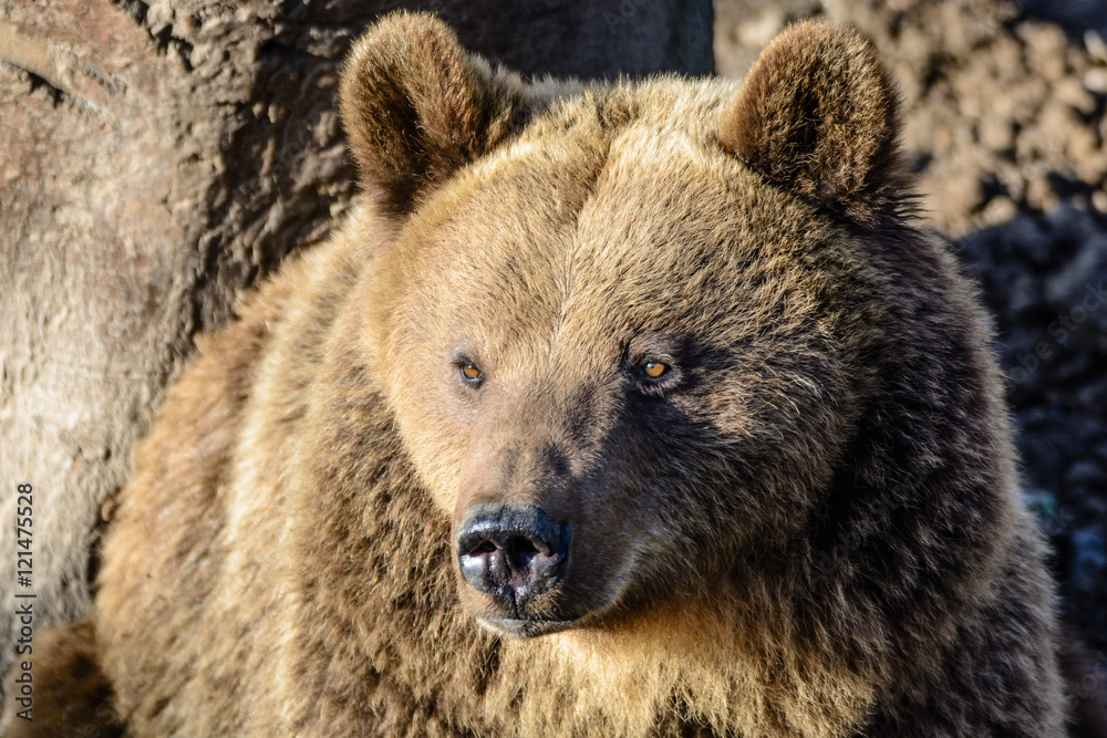 Relaxed brown bear