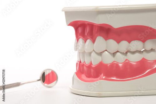 dental model teeth model on white background