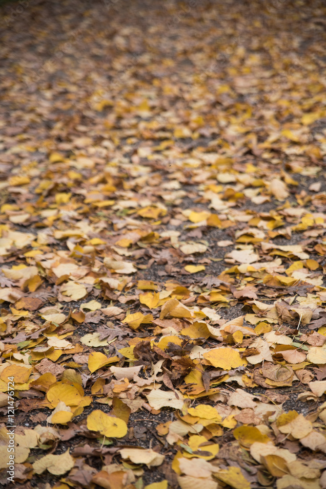 Hojas de otoño Hojas de otoño