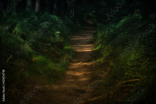Dark forest path lit with pools of sunlight