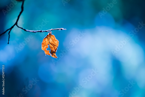 lone dry yellow leaf on a branch on a beautiful art background. Autumn photo on a warm day.
