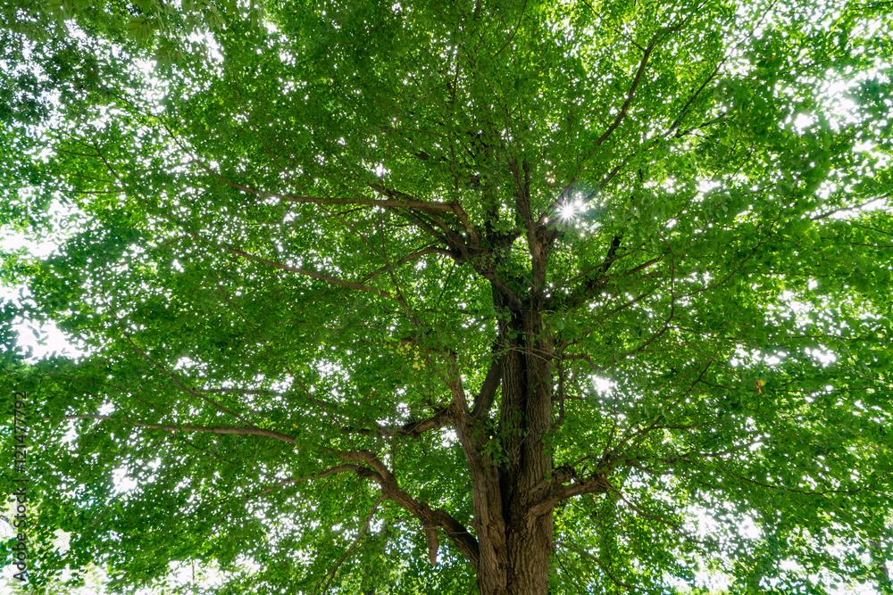 Ginkgo tree with sunshine after summer season Ginkgo tree with sunshine after summer season