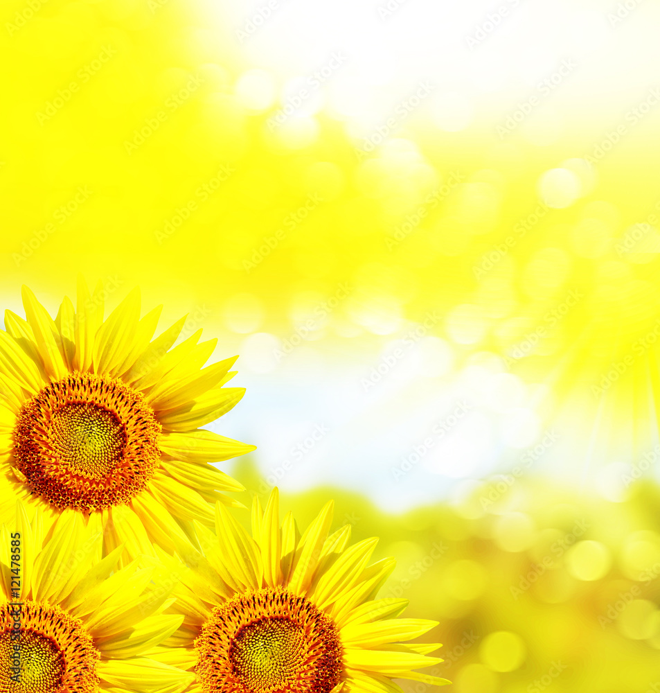 Obraz premium Beautiful sunflower field in summer. yellow flowers